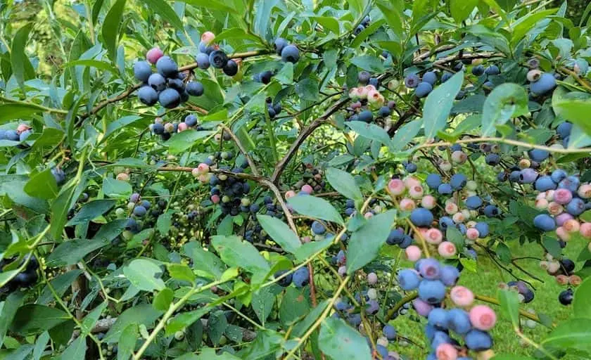 Photo of  Eastfields Farms Blueberries Mathews, Virginia