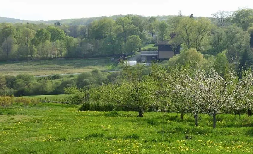 representative photo for Cherry Picking Farms in Sharon, Connecticut