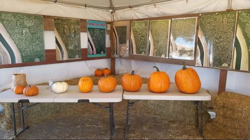 Photo of  Fantozzi Farms Corn Maze and Pumpkin Patch Patterson, California - 2