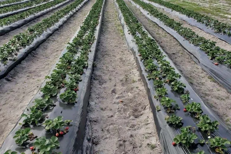 representative photo for Strawberry Picking Farms in Tavares, Florida