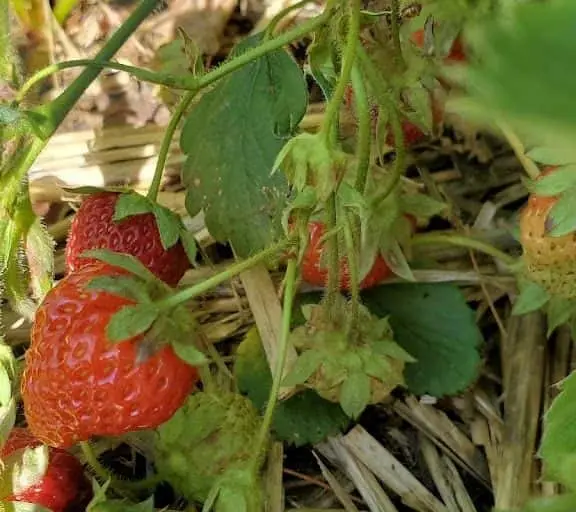 representative photo for Strawberry Picking Farms in Kewaskum, Wisconsin