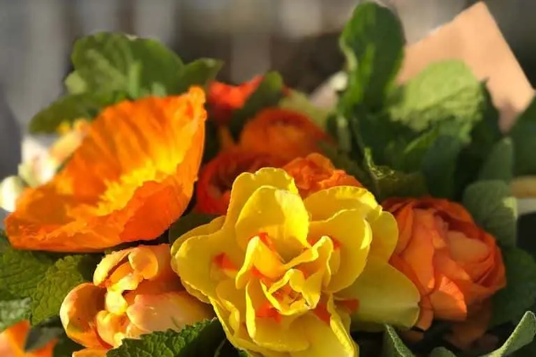 Photo of Flower  at Bluma Farm Berkeley, California - 3