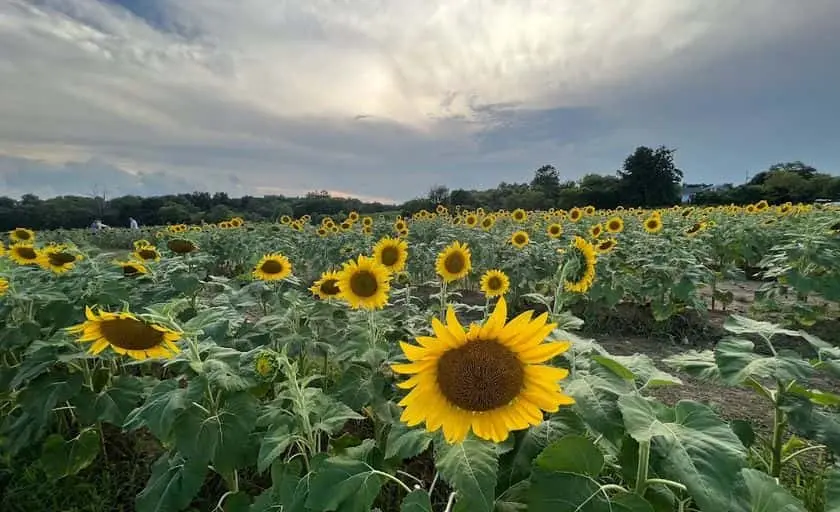 Photo of Flower  at Burnside Fields Nokesville, Virginia