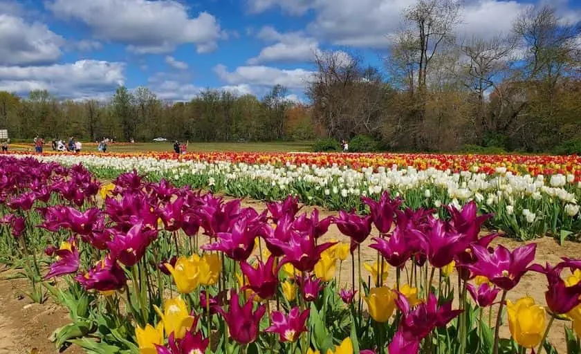 representative photo for Flower  Farms in Swedesboro, New Jersey