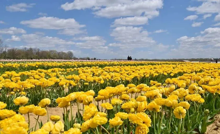 representative photo for Flower  Farms in Cream Ridge, New Jersey