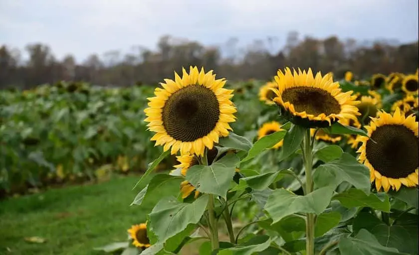 Photo of Flower  at Holland Ridge Farms Cream Ridge, New jersey - 3