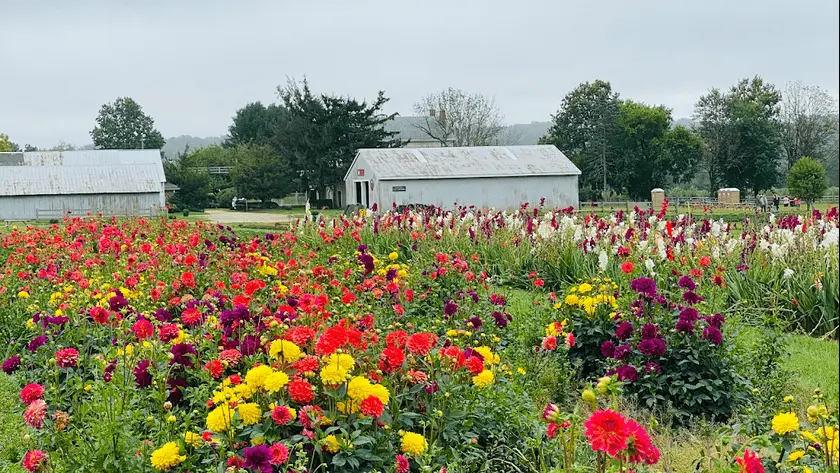 Photo of Flower  at Holland Ridge Farms - Tulip Farm Cream Ridge, New jersey