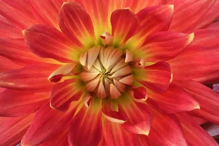 Photo of Flower  at The Happy Dahlia Farm Petaluma, California - 2