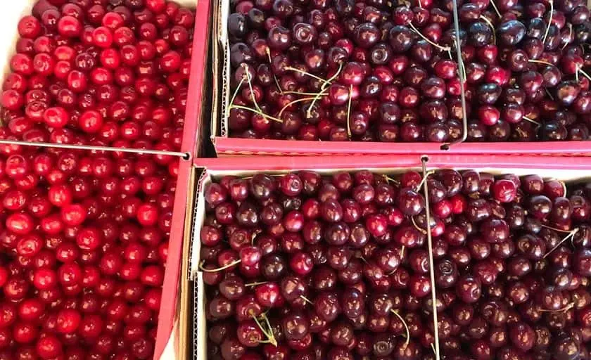 Photo of  Fruit Acres Farms Cherry U-Pick Coloma, Michigan