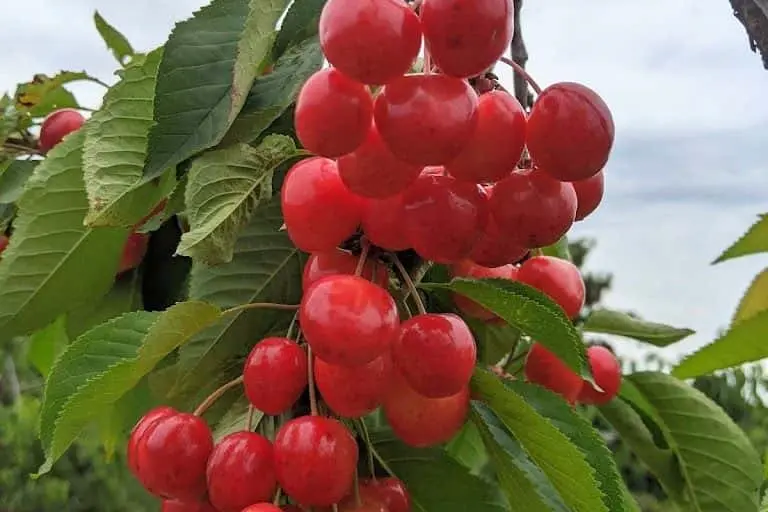 representative photo for Peach Picking Farms in Coloma, Michigan