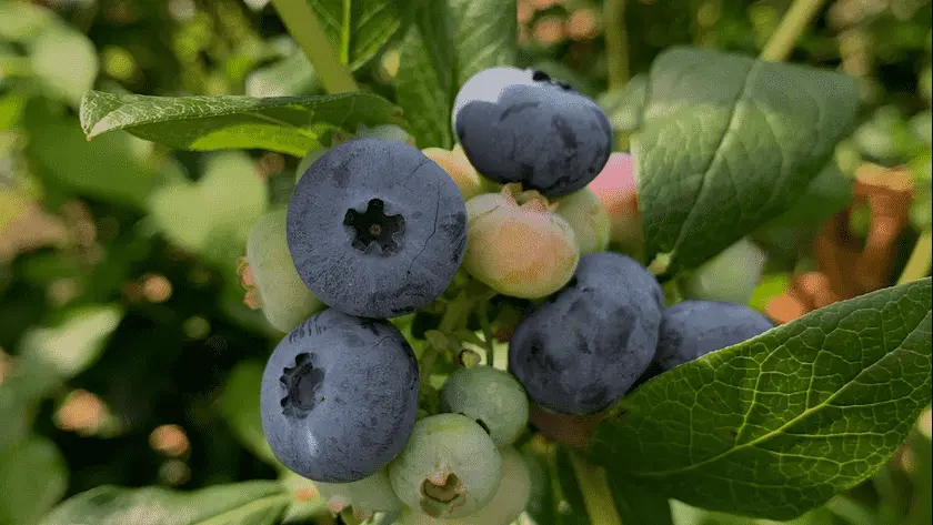 Photo of Fruit Picking  at C N Smith Farm East Bridgewater, Massachusetts