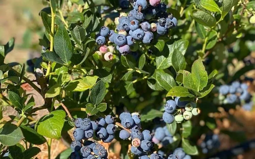 Photo of Fruit Picking  at Duckworth Family Farm Sebastopol, California