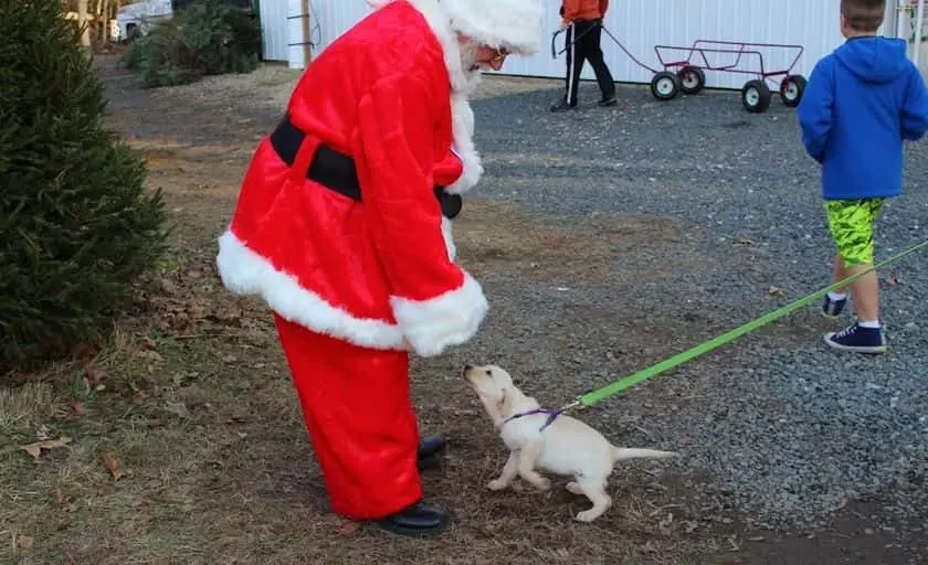 Photo of Fruit Picking  at Edward’s Christmas Tree Farm Wrightstown, New jersey - 3