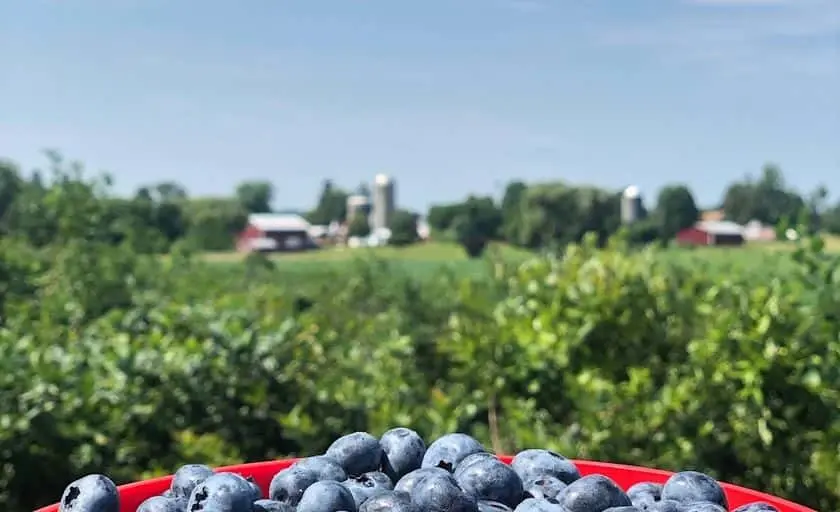 Photo of Fruit Picking  at Grieg Farm Red Hook, New york