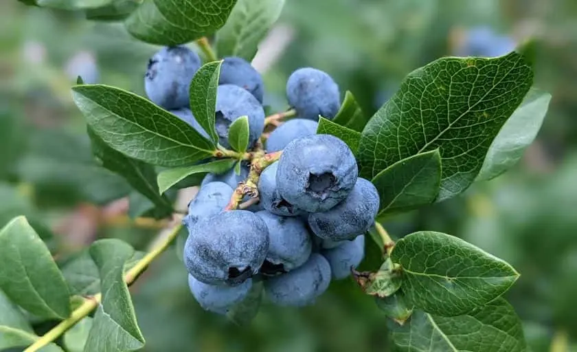 Photo of Fruit Picking  at Haines Berry Farm Pemberton, New jersey