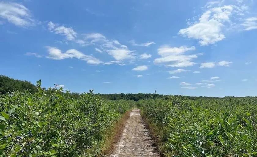 Photo of Fruit Picking  at Haines Berry Farm Pemberton, New jersey - 2