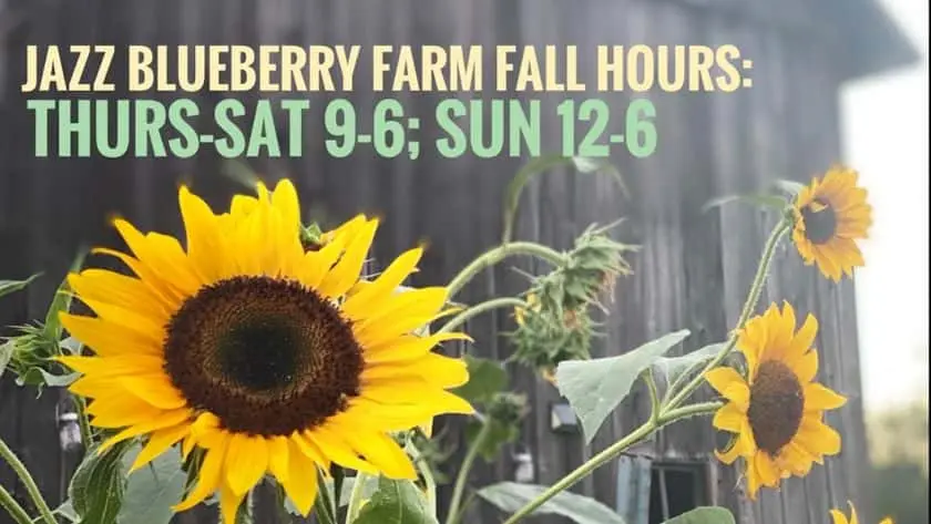 Photo of Fruit Picking  at Jazz Blueberry Farm and Flowers Shelby, Michigan