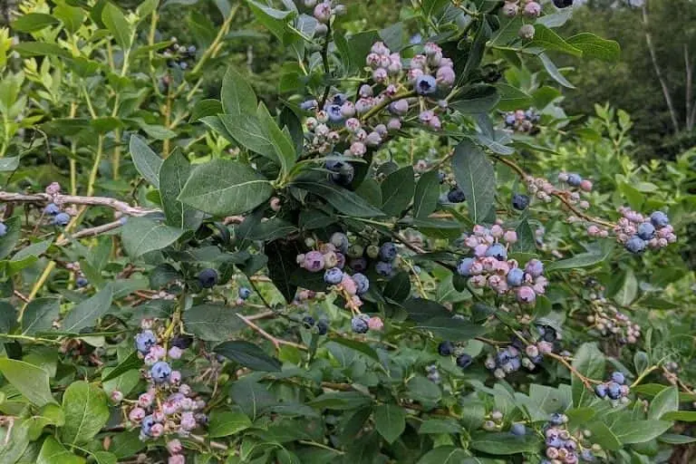 Photo of Fruit Picking  at Jazz Blueberry Farm and Flowers Shelby, Michigan - 3