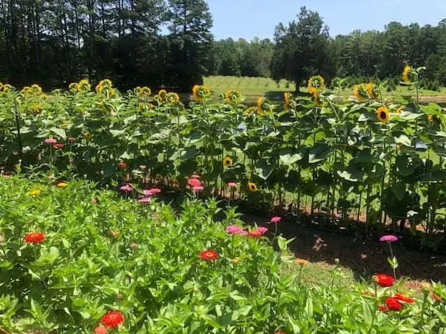 Photo of Fruit Picking  at Jordan Lake Christmas Tree Farm Apex, North carolina