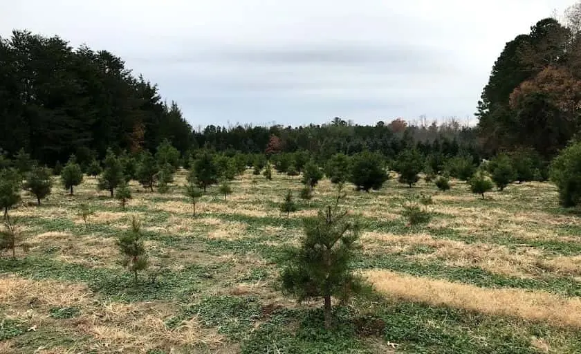 Photo of Fruit Picking  at Jordan Lake Christmas Tree Farm Apex, North carolina - 3