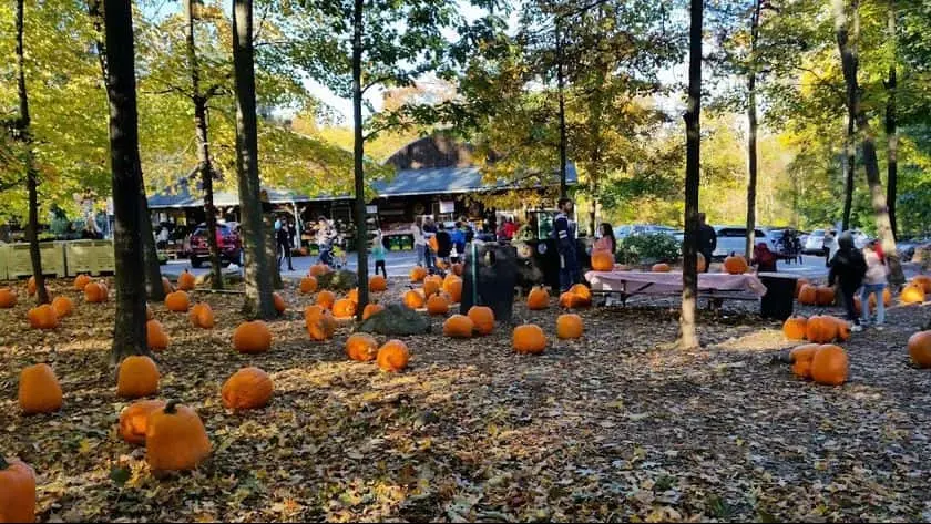 Photo of Fruit Picking  at Karabin Farms Southington, Connecticut