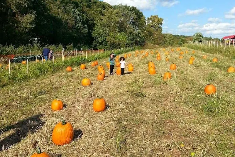 Photo of Fruit Picking  at Karabin Farms Southington, Connecticut - 3