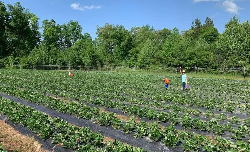 Photo of Fruit Picking  at LCCL Strawberry Farms Rome, Georgia