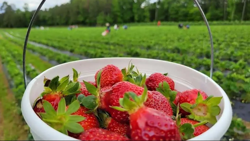 representative photo for Fruit Picking  Farms in Rome, Georgia