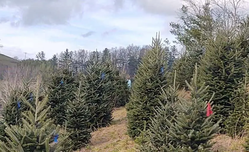 Photo of Fruit Picking  at Long’s Tree Farm West Jefferson, North carolina