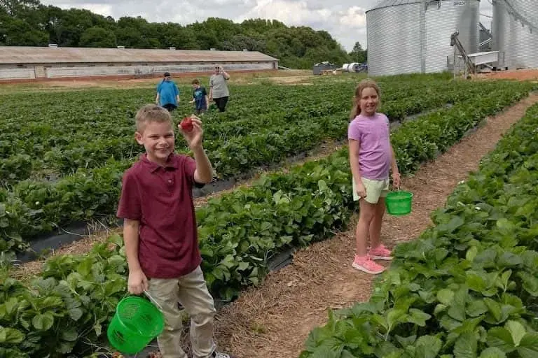 Photo of Fruit Picking  at Moon Farm Colbert, Georgia