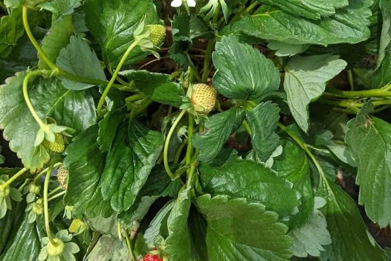 representative photo for Fruit Picking  Farms in Colbert, Georgia