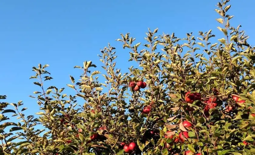 Photo of Fruit Picking  at Pavolka Farm Michigan City, Indiana - 1