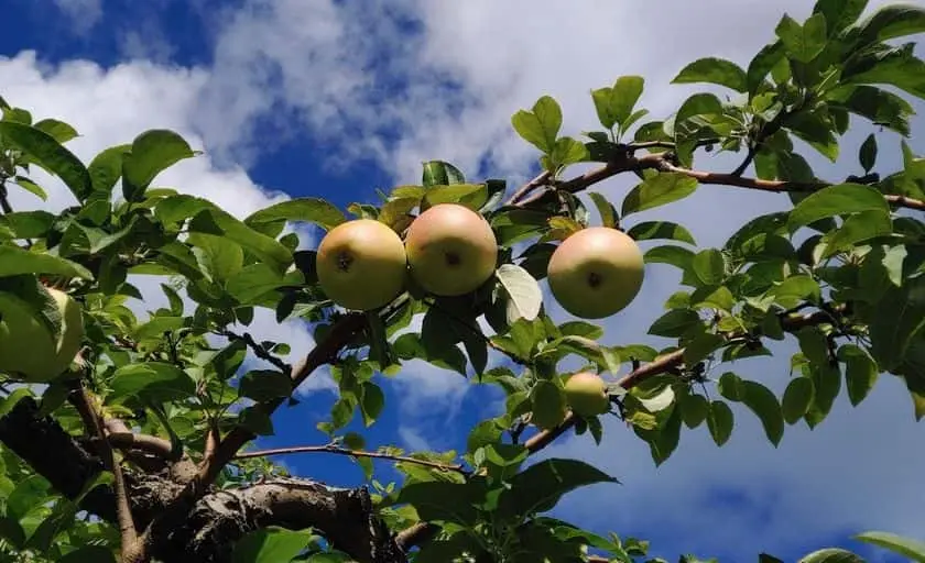 Photo of Fruit Picking  at Pavolka Farm Michigan City, Indiana - 3