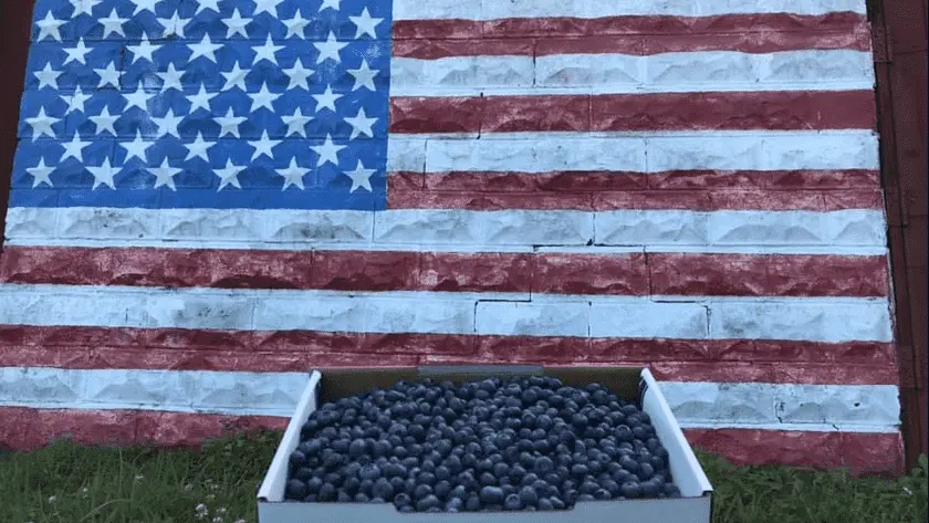 Photo of Fruit Picking  at Reenders Blueberry Farms West Olive, Michigan