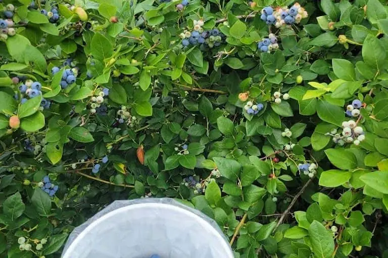 Photo of Fruit Picking  at Reenders Blueberry Farms West Olive, Michigan - 2