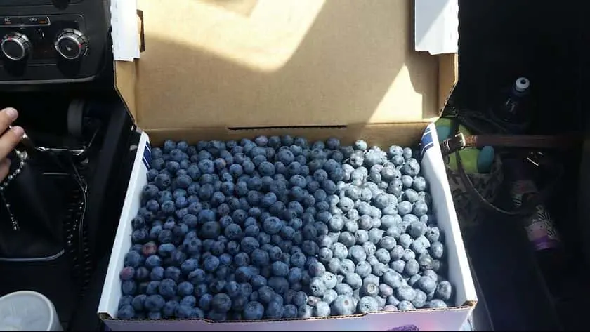 Photo of Fruit Picking  at Reenders Blueberry Farms West Olive, Michigan - 3