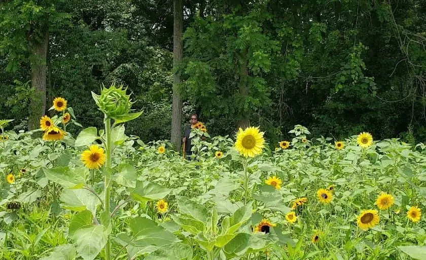 Photo of Fruit Picking  at Wards Farm Mannington Township, New jersey - 2