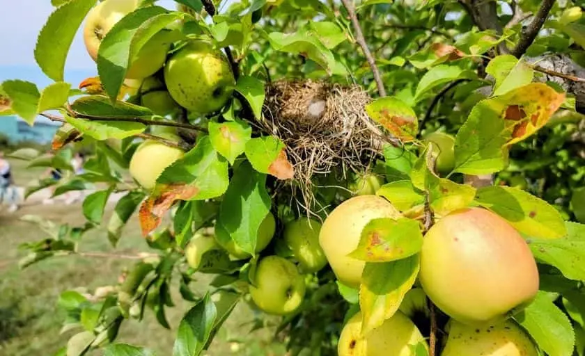 representative photo for Fruit Picking  Farms in Milan, Michigan