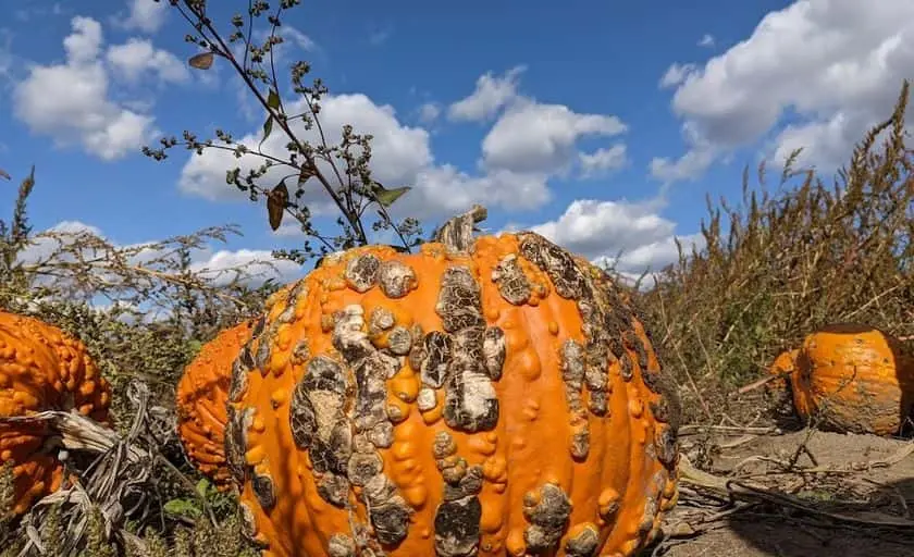 Photo of Fruit Picking  at Wasem Fruit Farm Milan, Michigan - 3