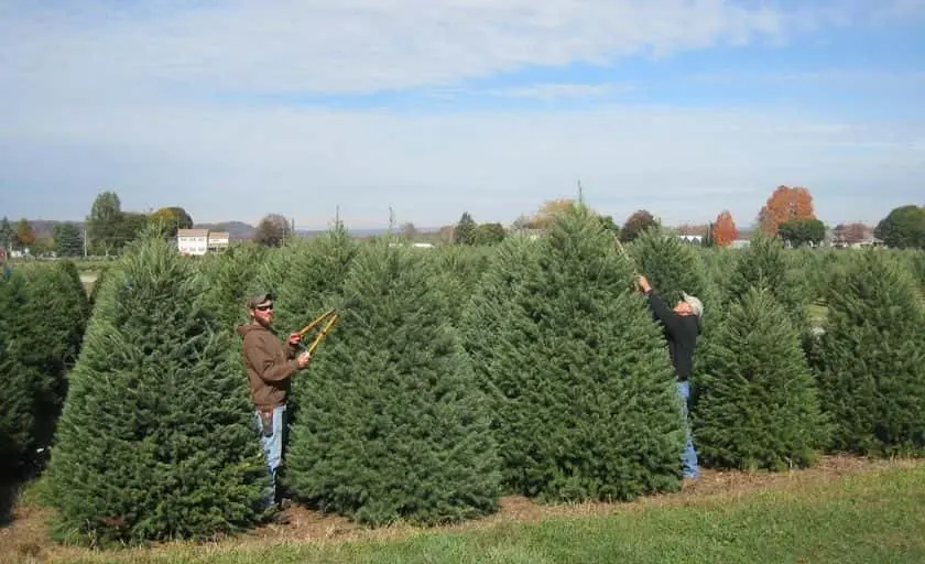 Photo of Fruit Picking  at Wyckoff’s Christmas Tree Farm Belvidere, New jersey