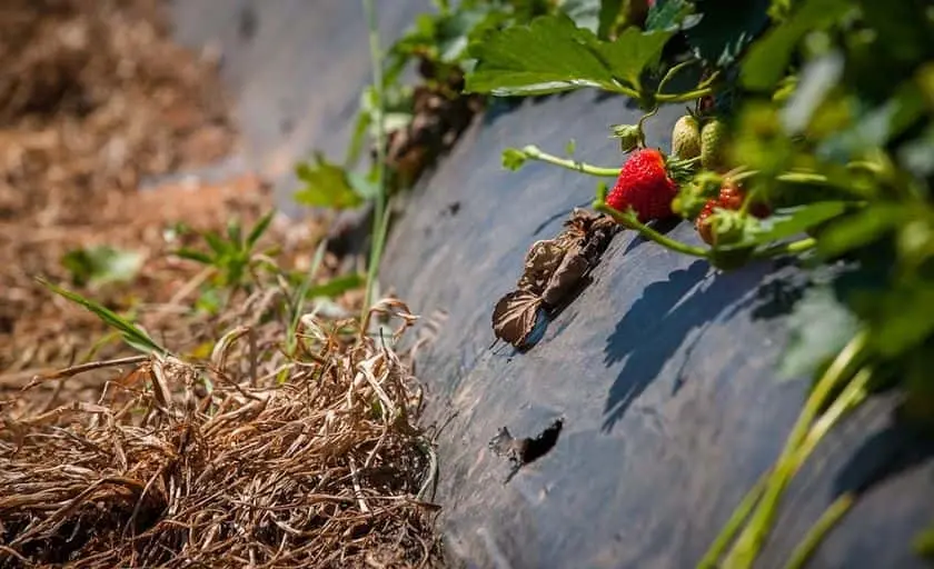 Photo of Fruit Picking  at Yoder’s Farm Rustburg, Virginia - 3