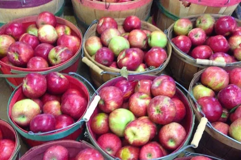 representative photo for Fruit Picking  Farms in Ellijay, Georgia