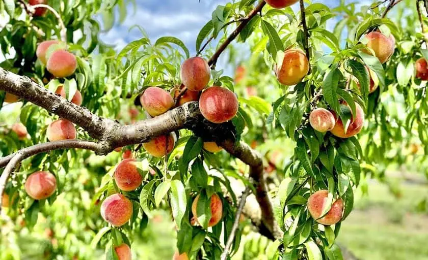 Photo of Fruit Picking Farm at Belltown Hill Orchards - Pre-cut Christmas Trees in Connecticut South Glastonbury, Connecticut