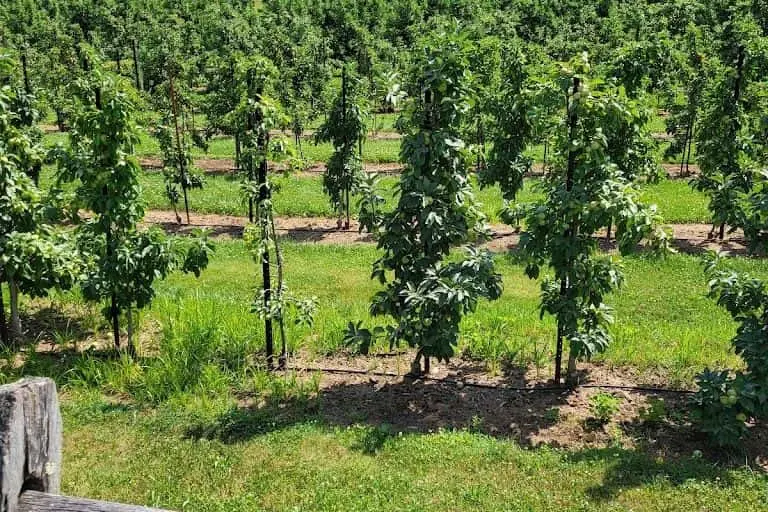 Photo of Fruit Picking Farm at Belltown Hill Orchards - Pre-cut Christmas Trees in Connecticut South Glastonbury, Connecticut - 2
