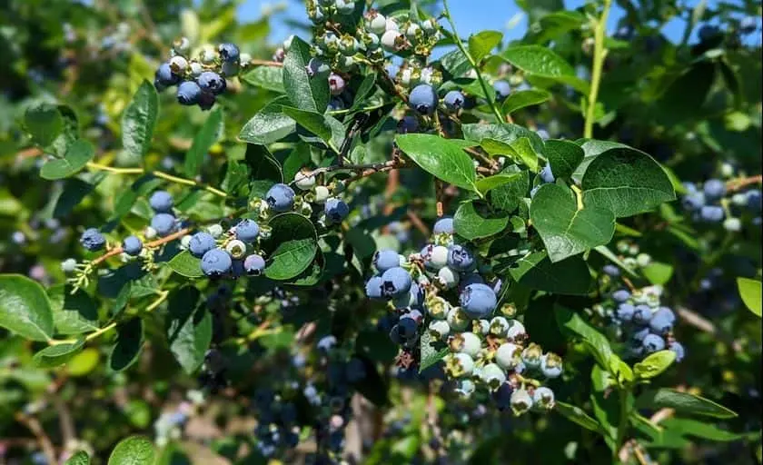 Photo of Fruit Picking Farm at Belltown Hill Orchards - Pre-cut Christmas Trees in Connecticut South Glastonbury, Connecticut - 3