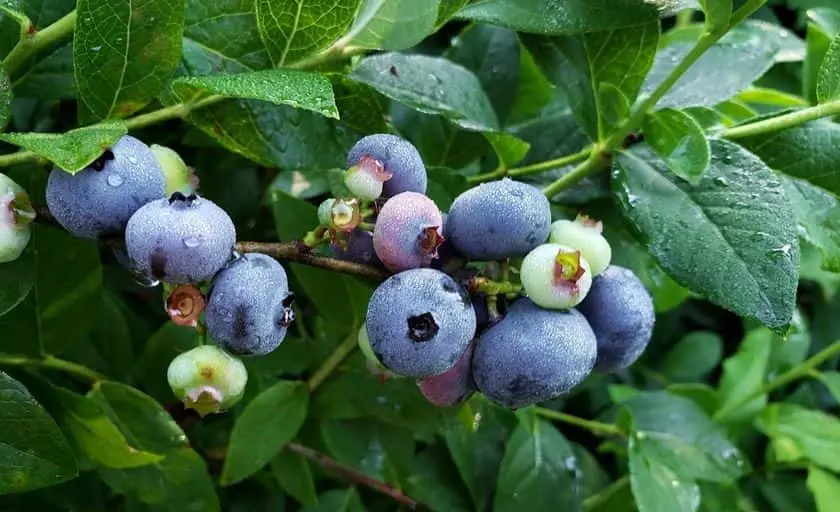 Photo of Fruit Picking Farm at Blackbirds & Blueberries Cloquet, Minnesota