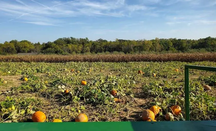 Photo of Fruit Picking Farm at Braeutigam Orchards Belleville, Illinois - 2