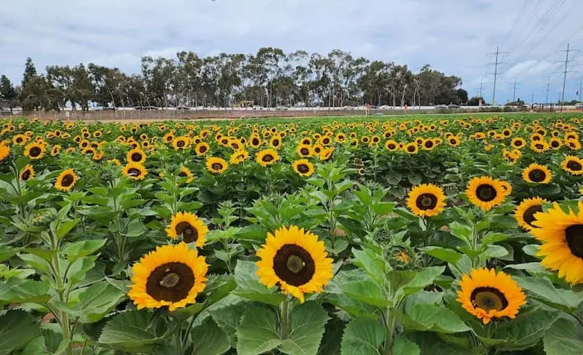 Photo of Fruit Picking Farm at Carlsbad Strawberry Company Carlsbad, California