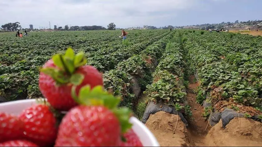 representative photo for Fruit Picking  Farms in Carlsbad, California
