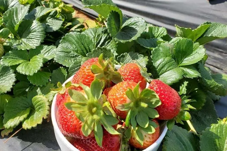 Photo of Fruit Picking Farm at Carlsbad Strawberry Company Carlsbad, California - 3
